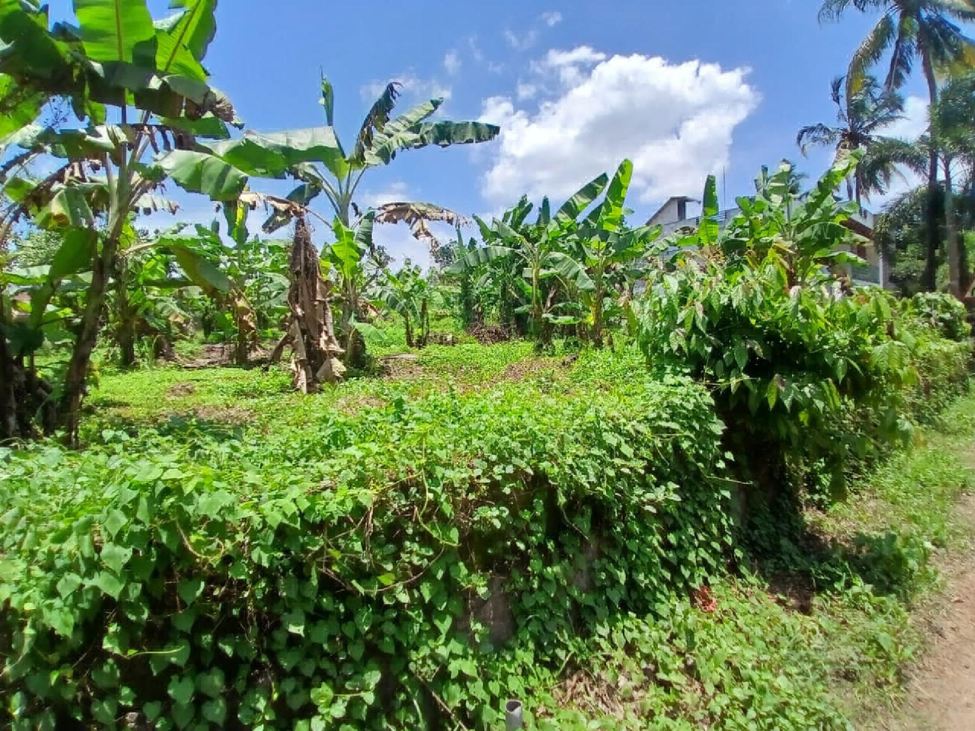 10 cents residential polt for sale at Painumkalppara,  ,Mulanthuruthy.