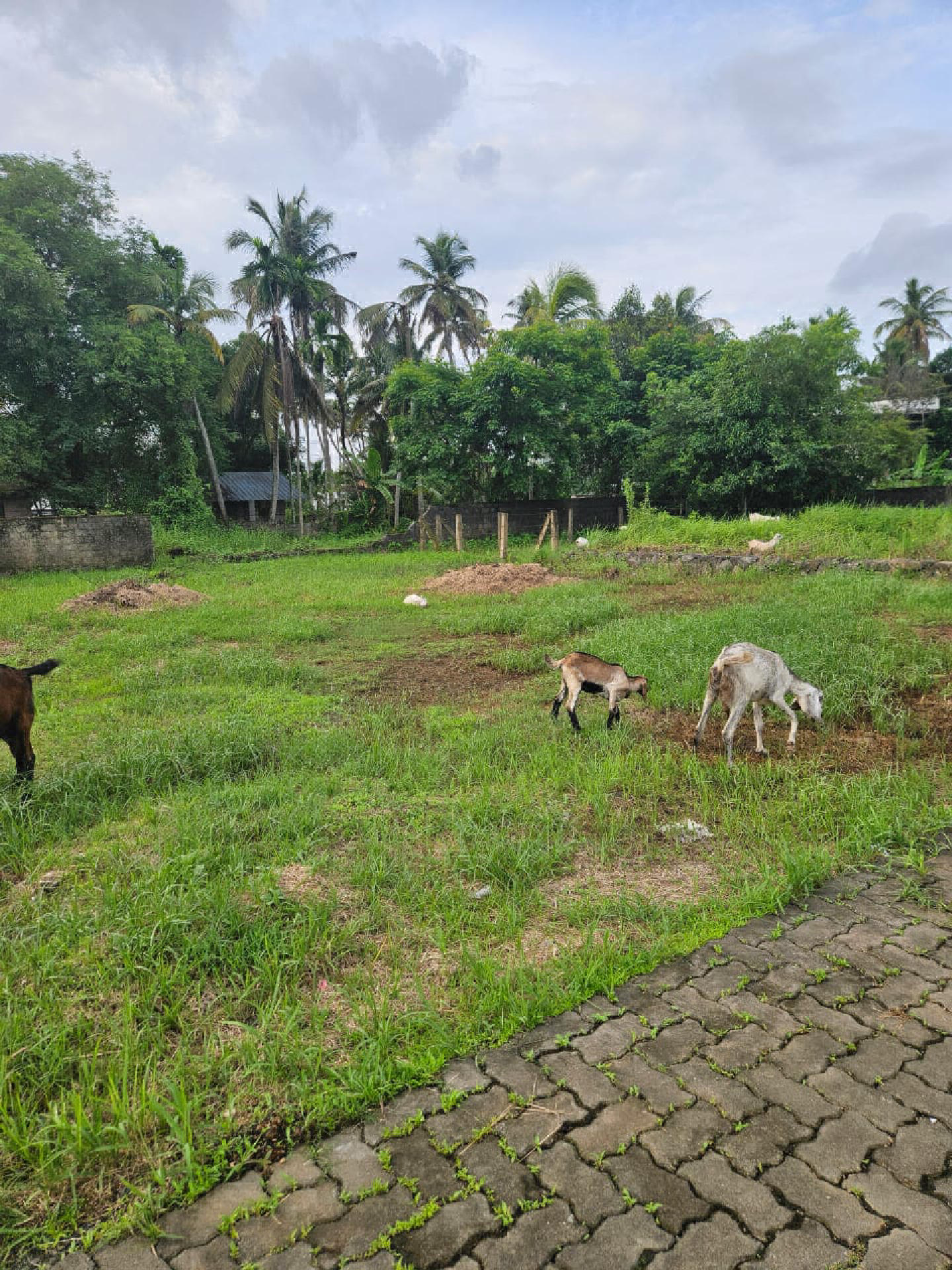 House Plot for Sale at Eroor
