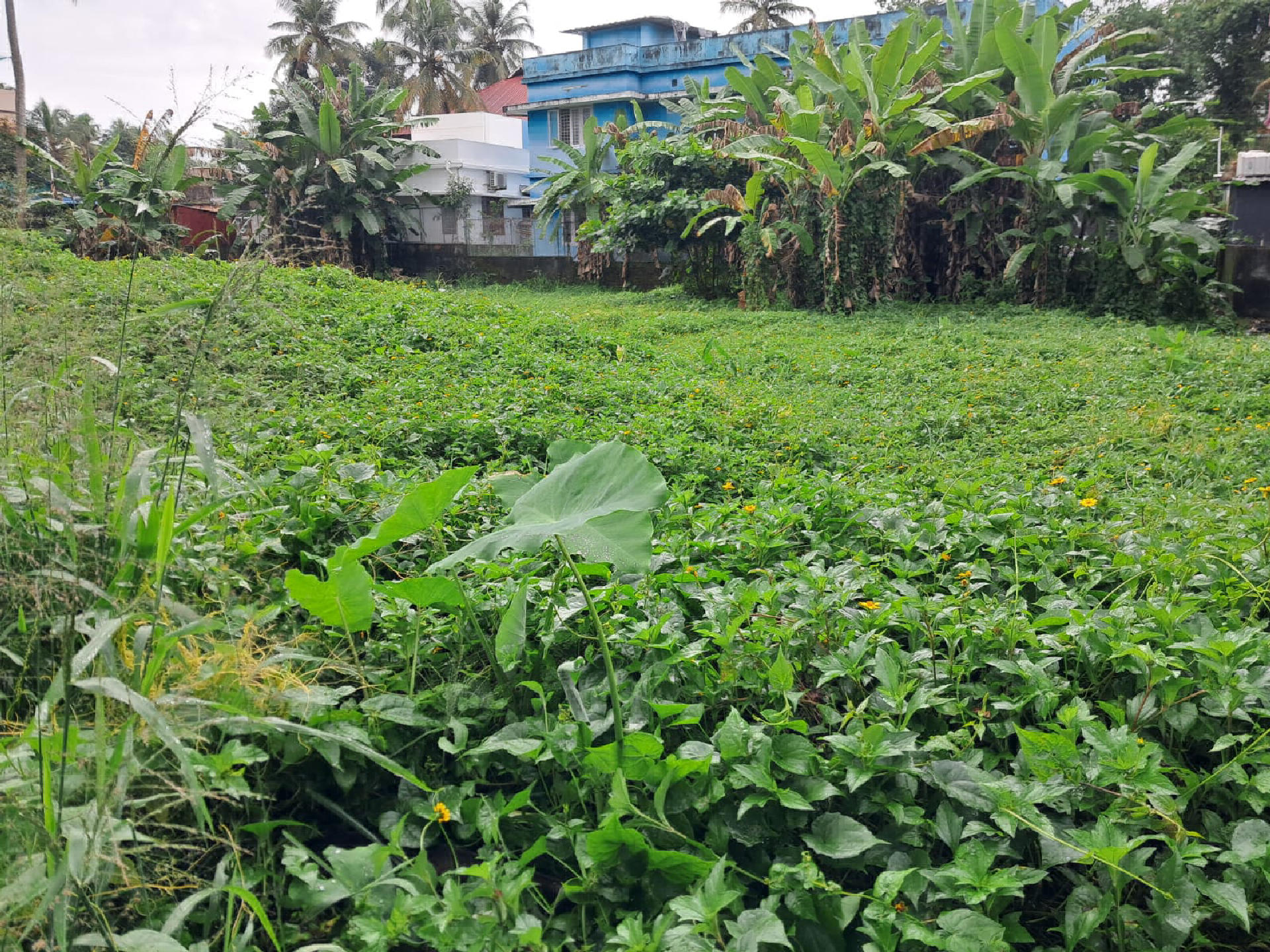22 cents of prime commercial plot for sale at Petta.