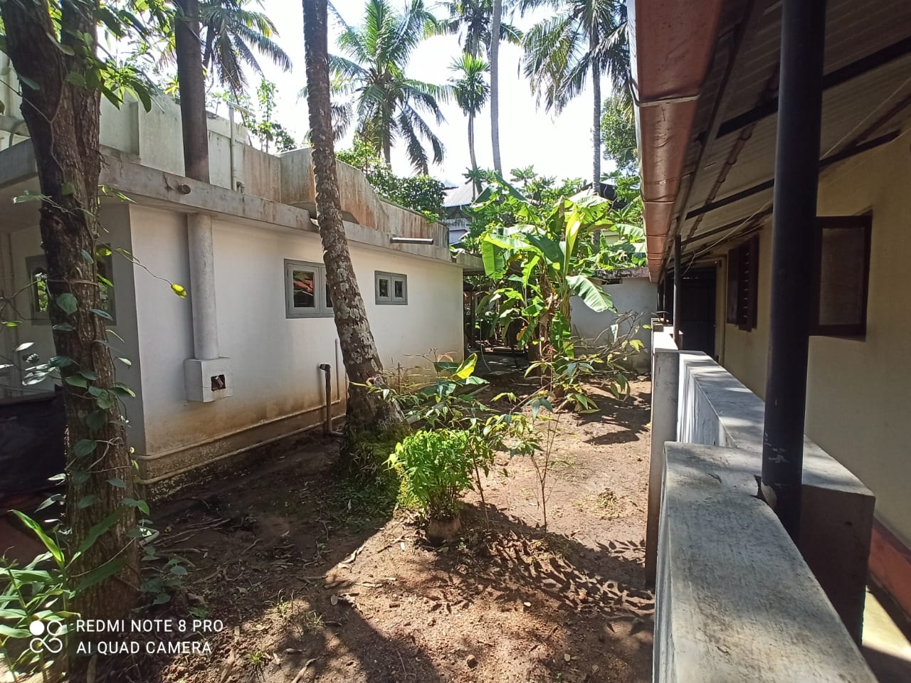 11 cents plots with 1250sqft  4BHK 2 bathroom attached and 1 common well maintained single storied old house for sale Thripunithura