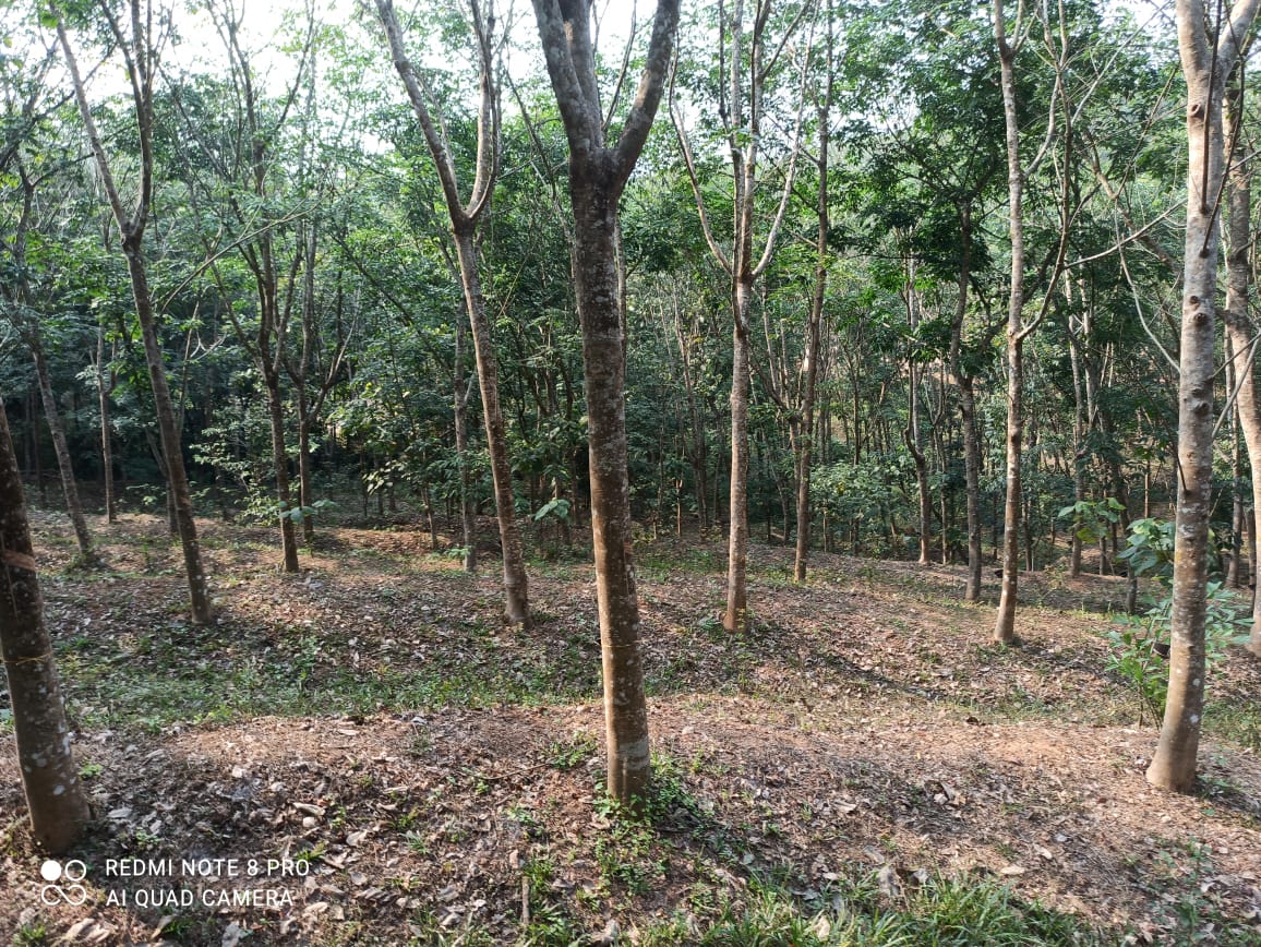 4.500 Acre rubber estate for sale at Arakkunnam, Ernakulam.