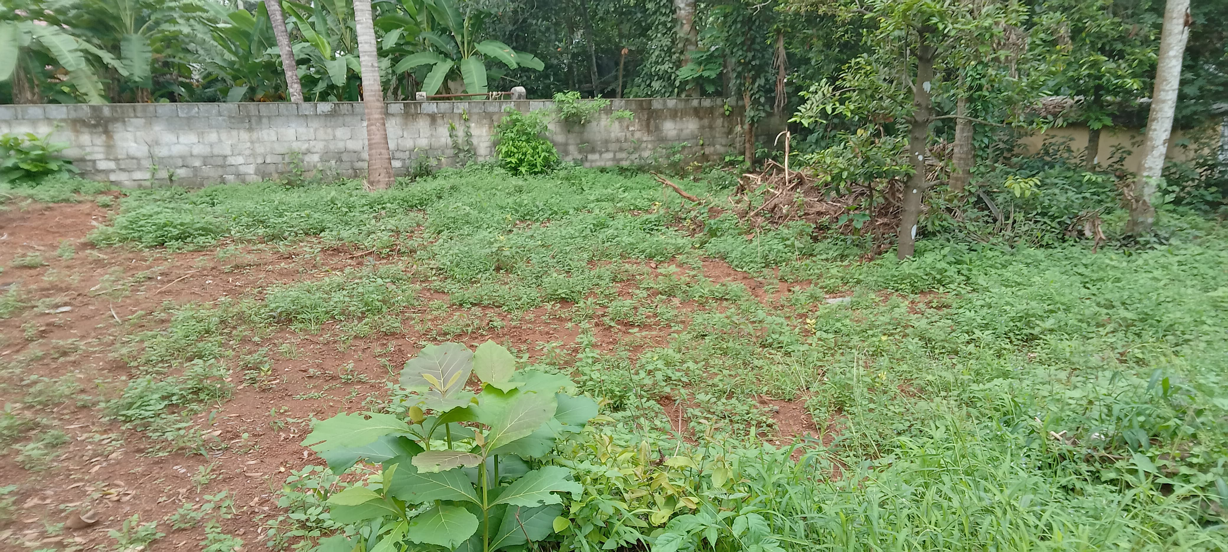 8 cent residential plots for sale at Muriyamangalam,Thiruvankulam.