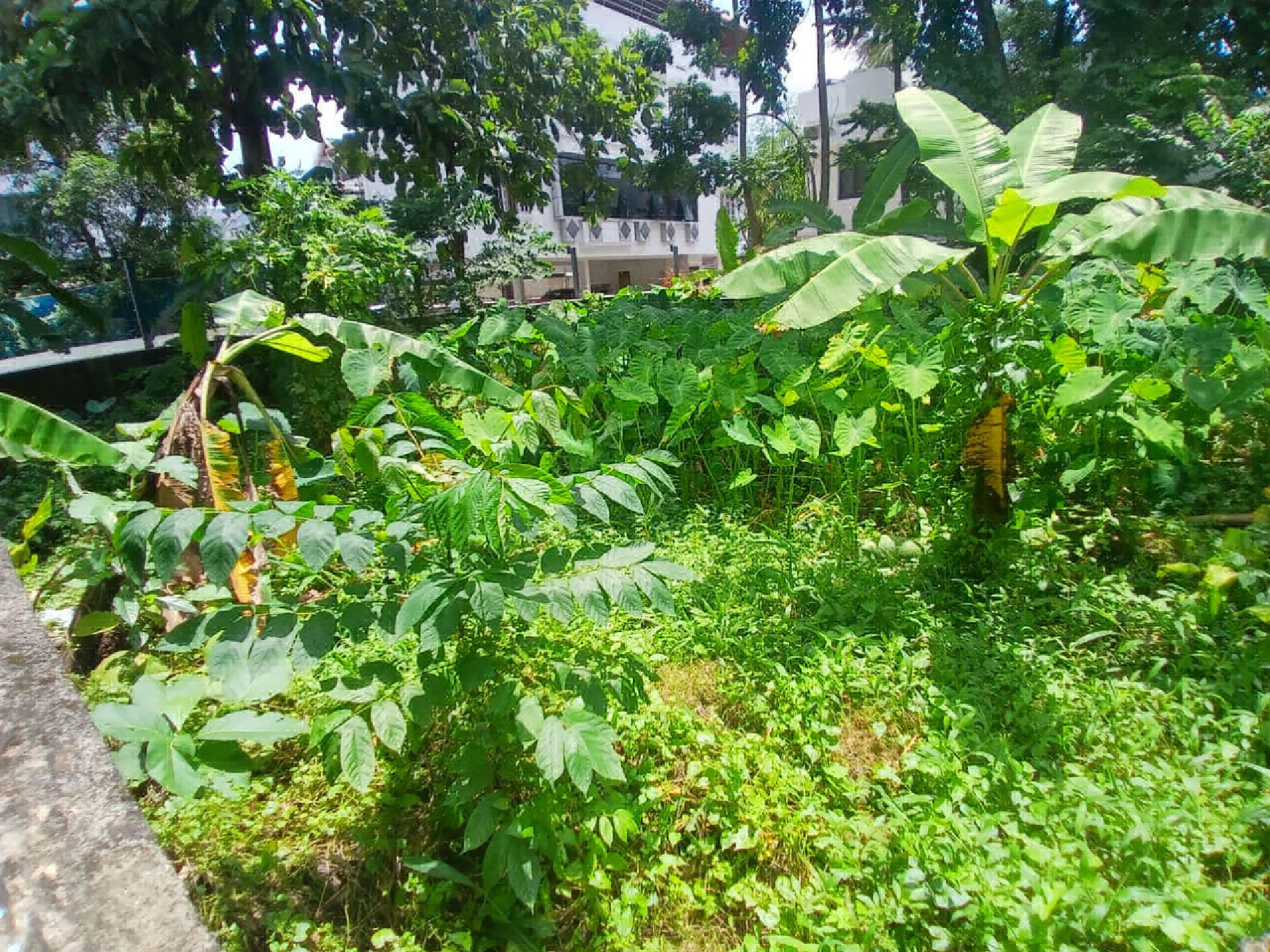 5.5 cents of residential land for sale at Elamakkara.
