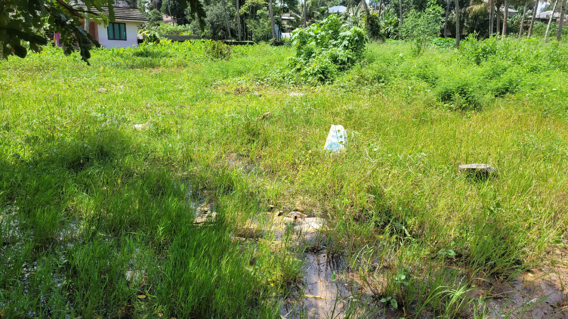 5.5 cents residential polt for sale  at Tripunithura.