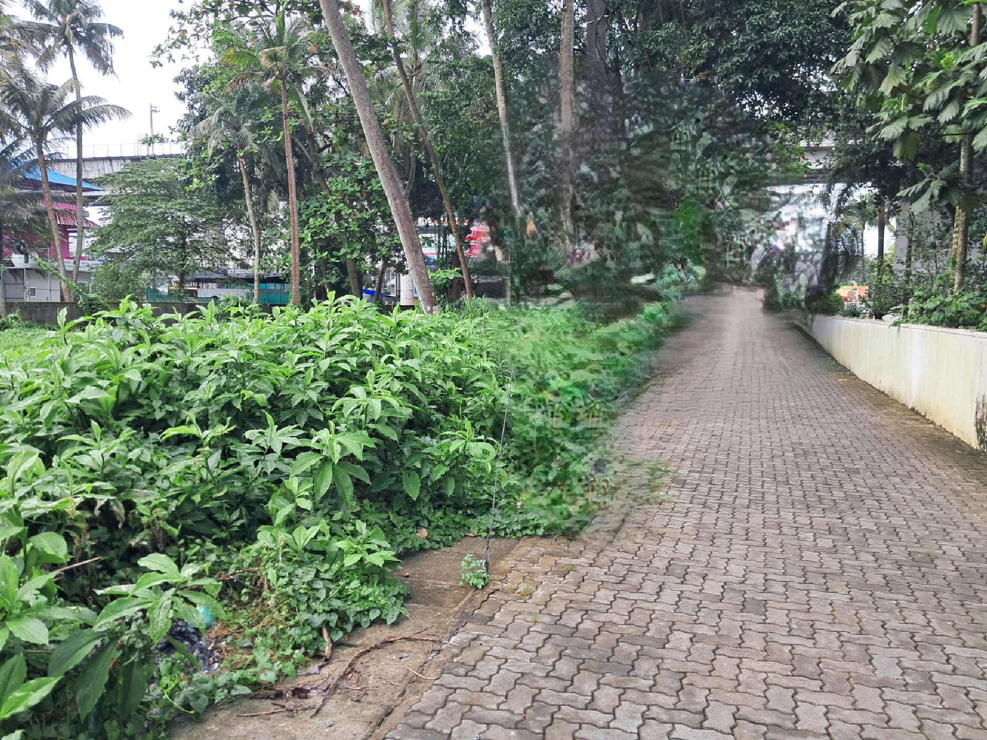 12 cents of semi commercial plot for sale at Petta