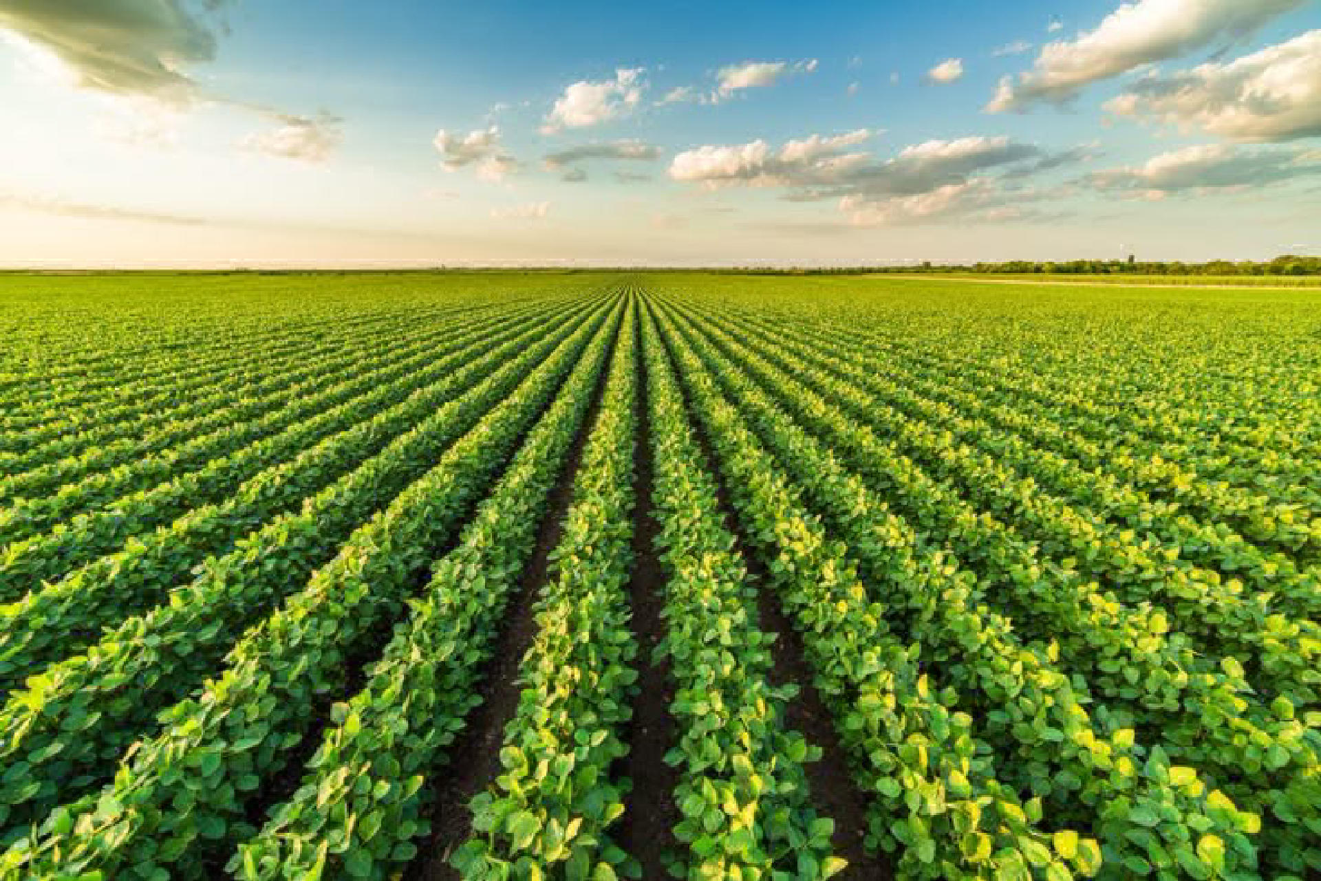 Agricultural Plot for Sale