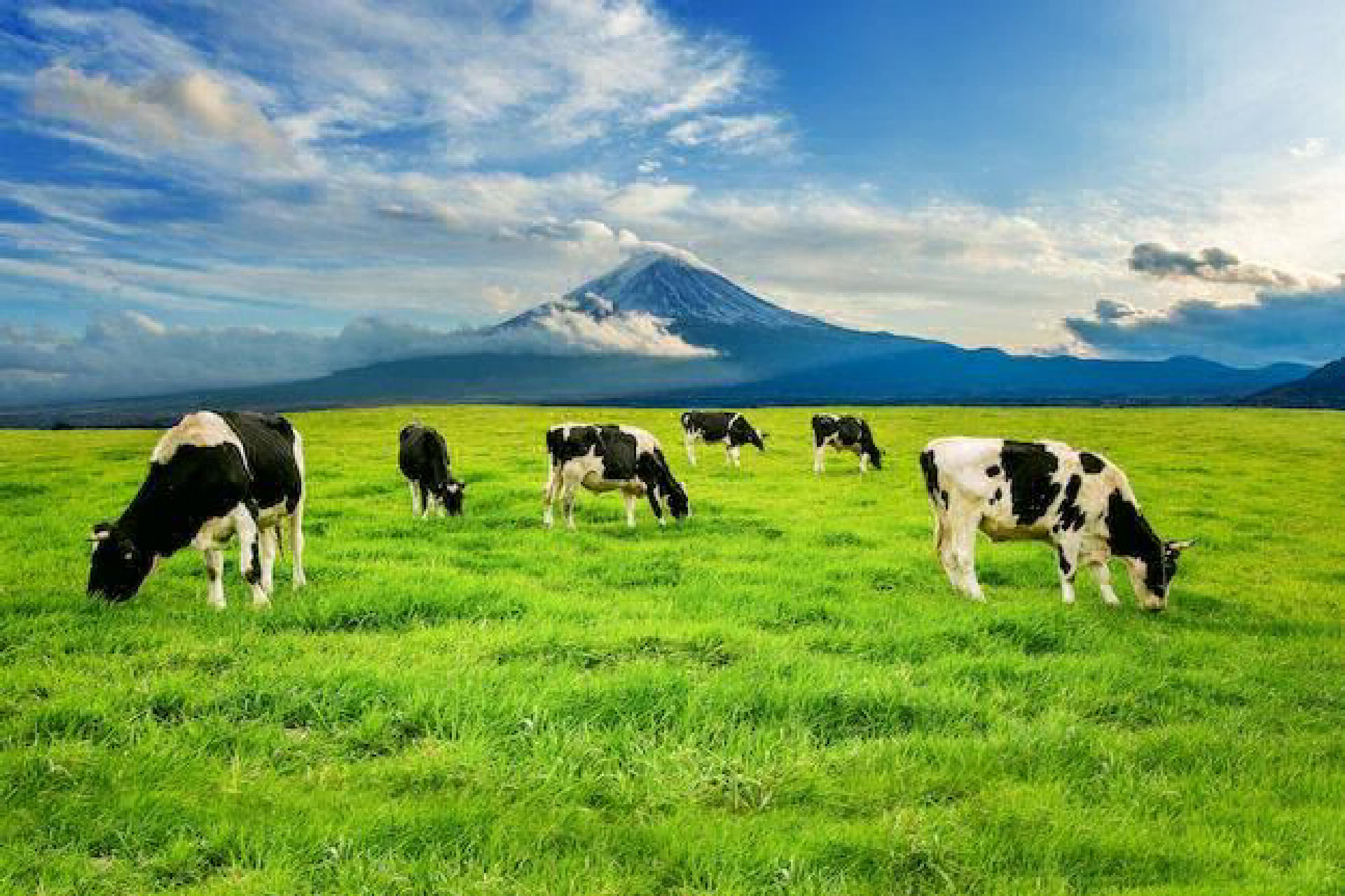 dairy farm