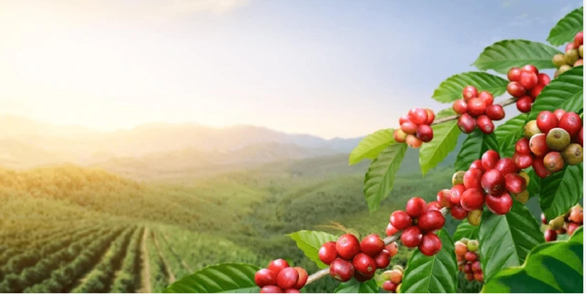 Coffee orchards - Land for Sale in Idukki
