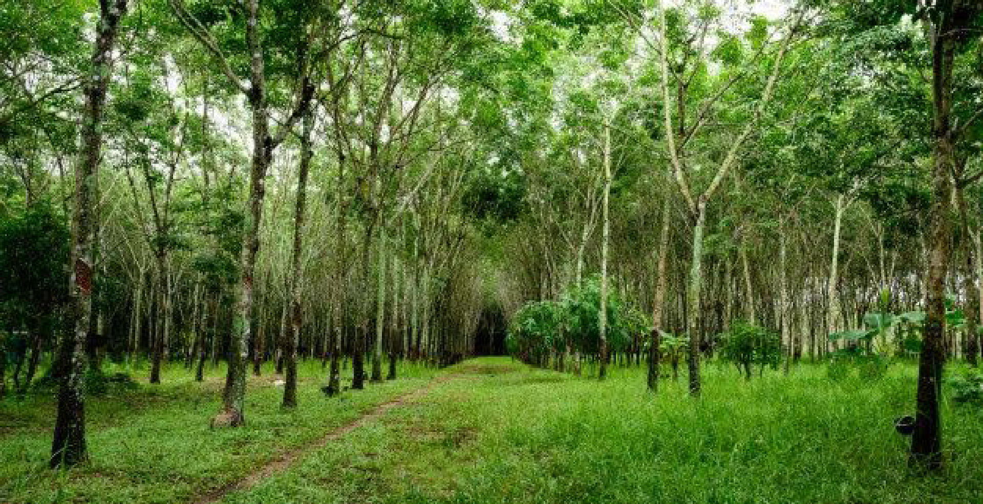 Agricultural Plot for Sale