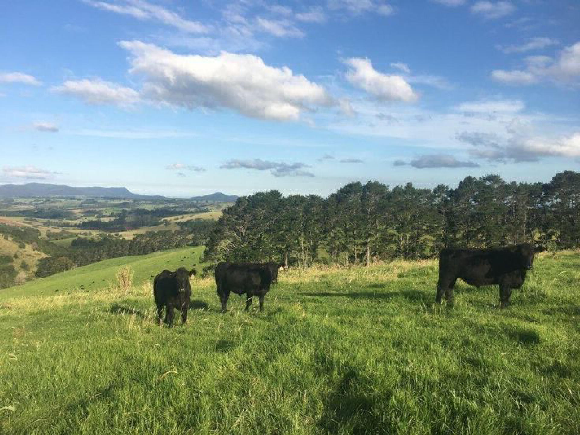 Agricultural Plot for Sale