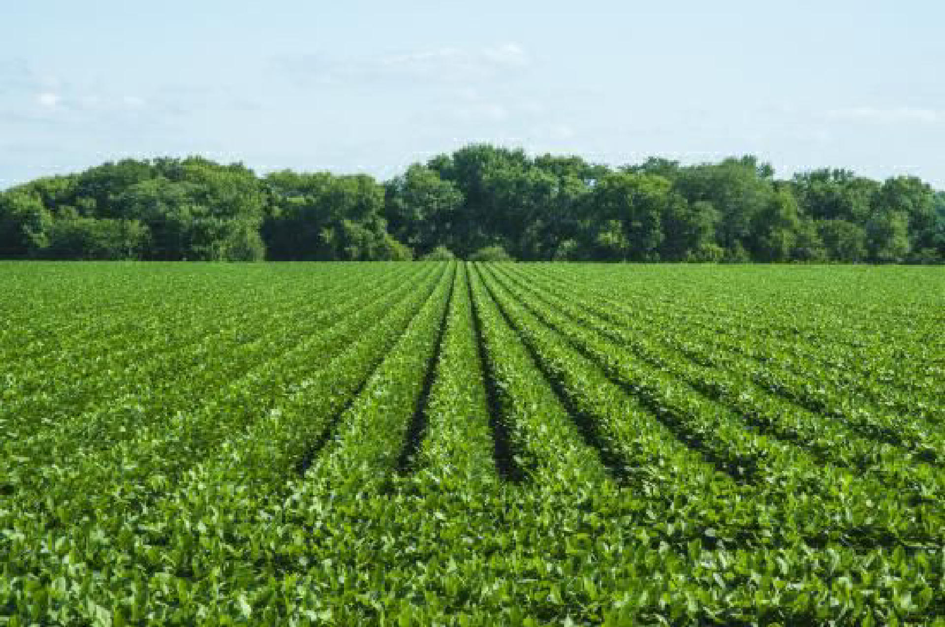 Agricultural Plot for Sale