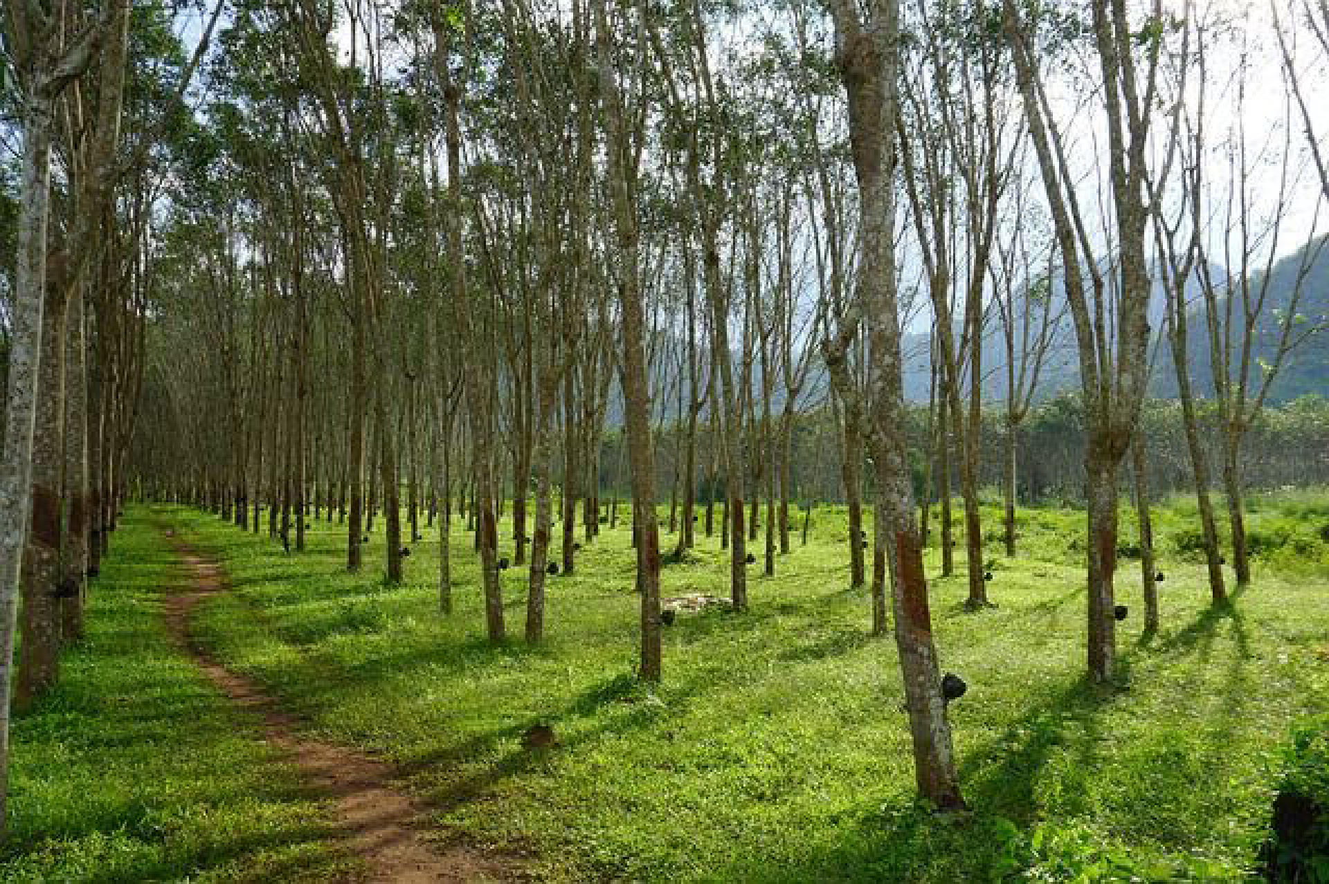 Agricultural Plot for Sale