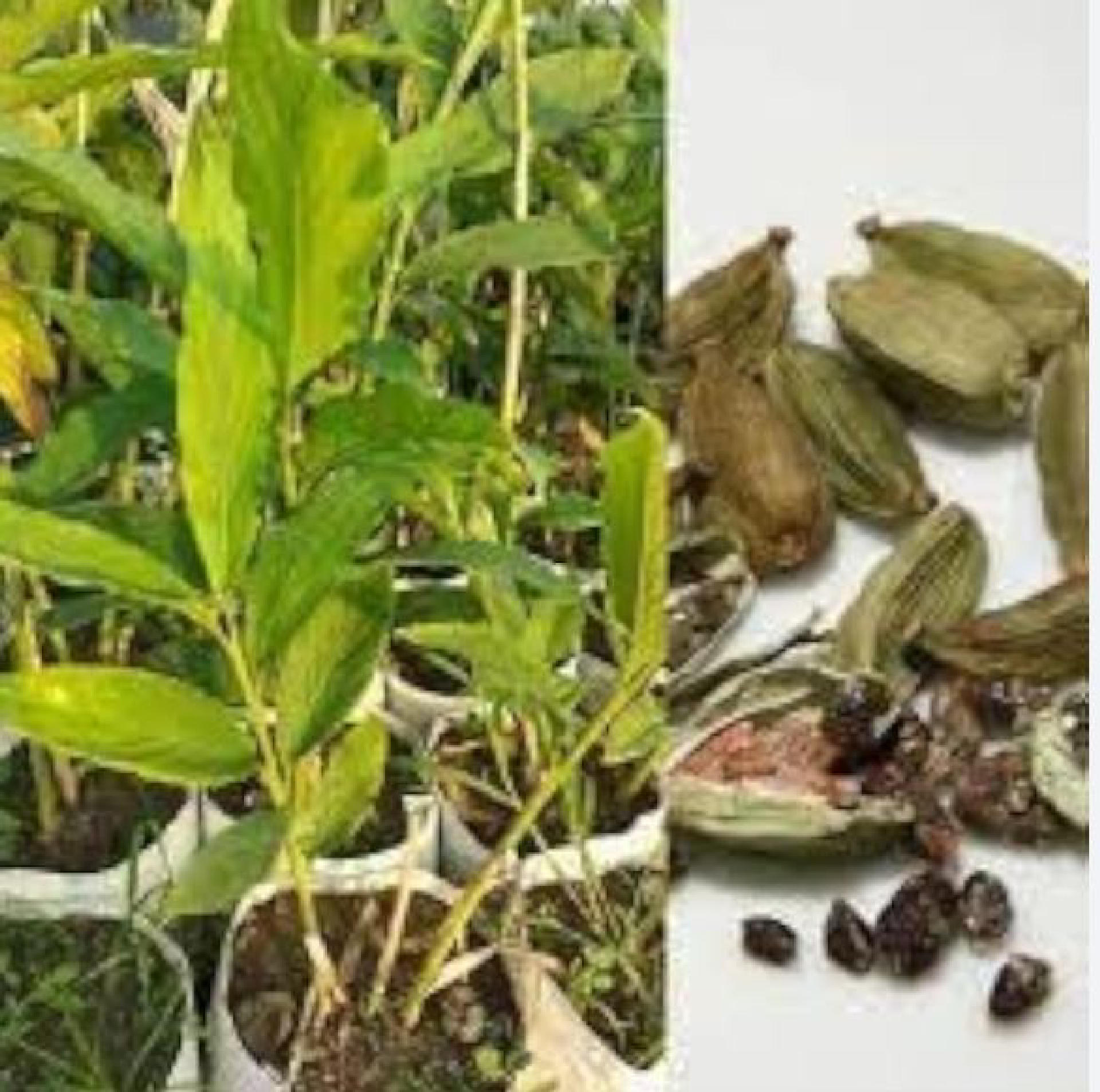 Cardamom Estate for Sale in Tamil Nadu
