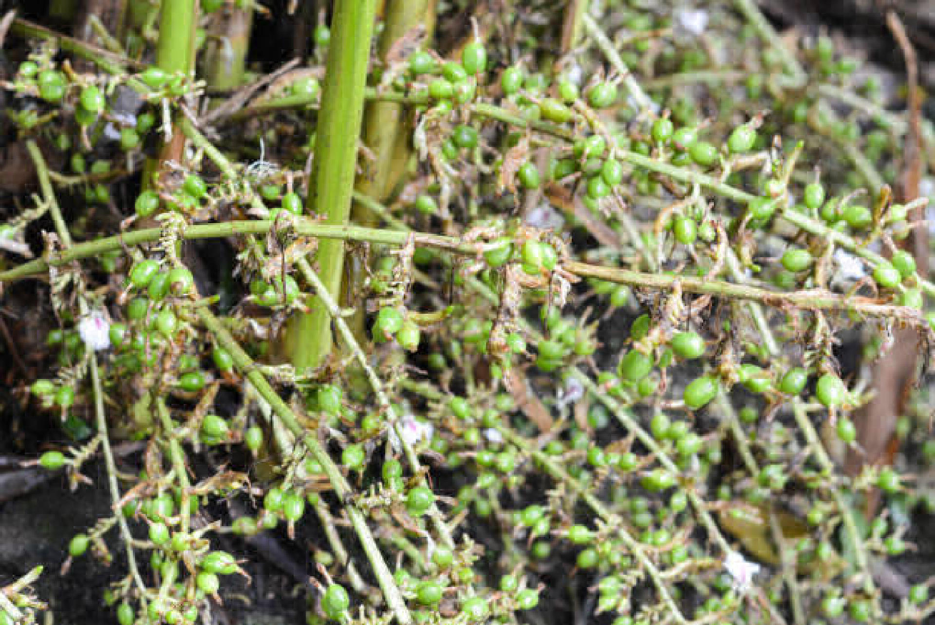 CARDAMOM CULTIVATION LAND FOR SALE IN IDUKKI