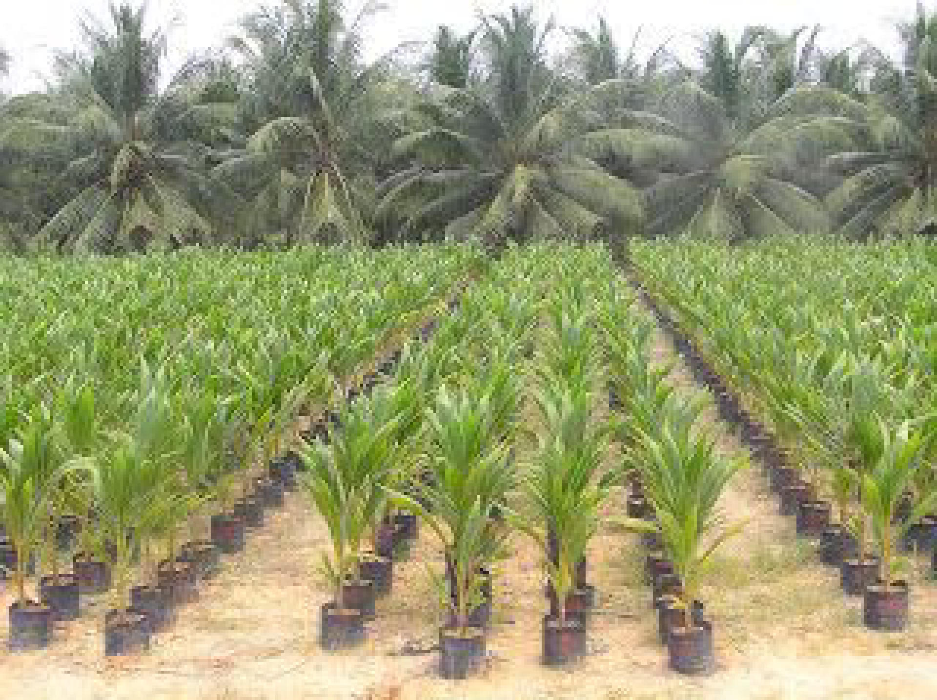 Agricultural Plot for Sale