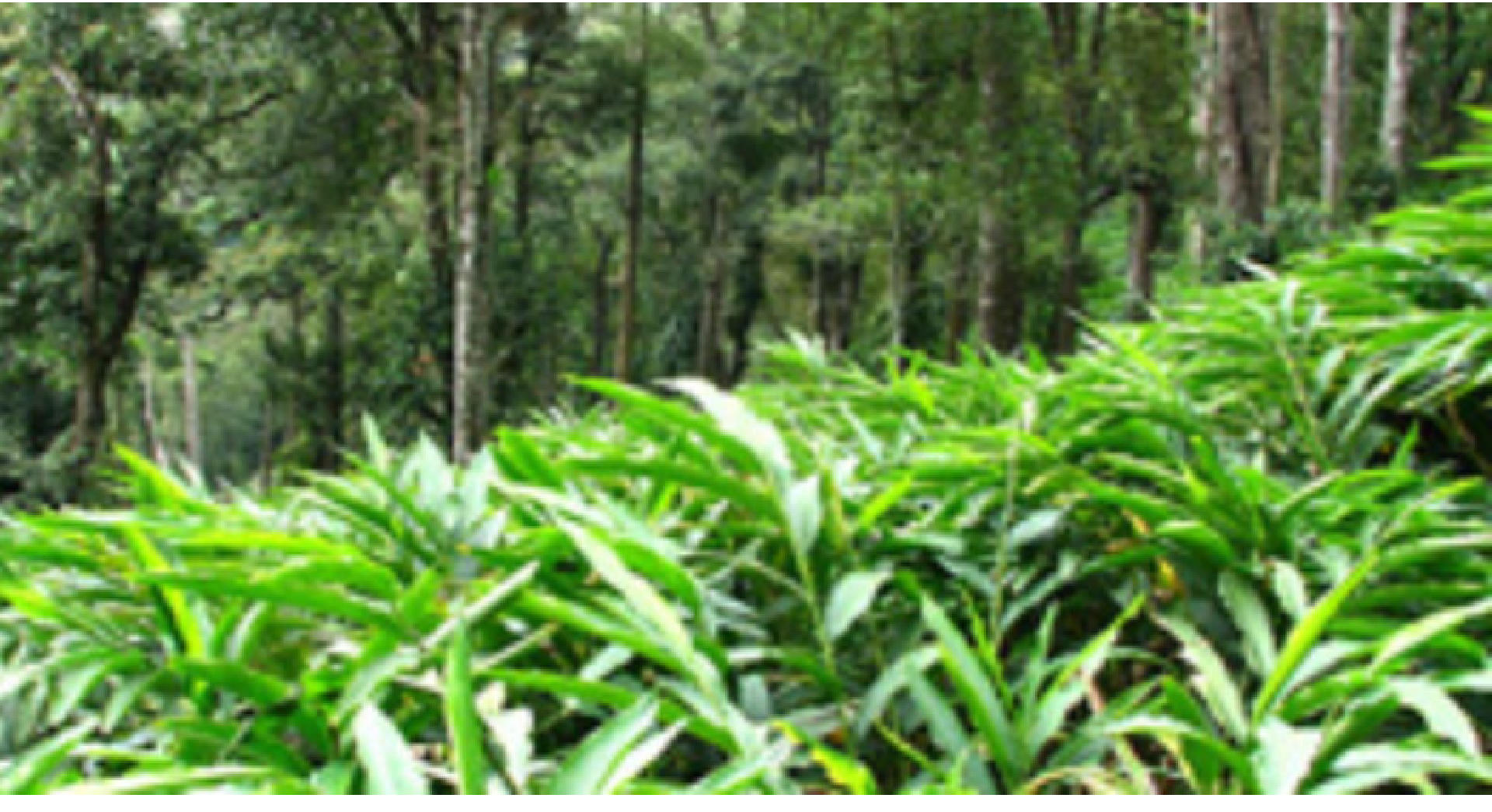 Cardamom Agricultural Property for Sale in Idukki