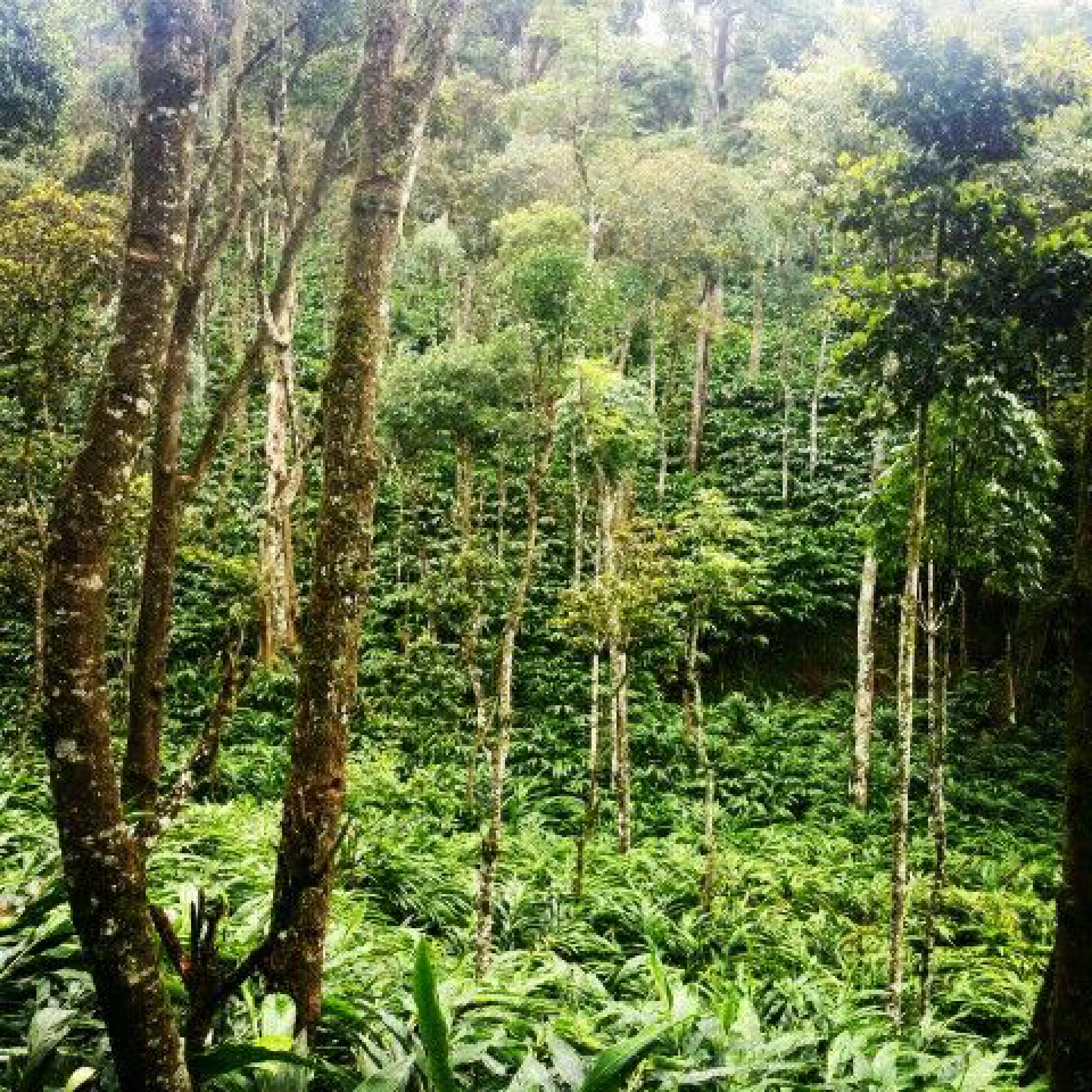 Agricultural Plot for Sale
