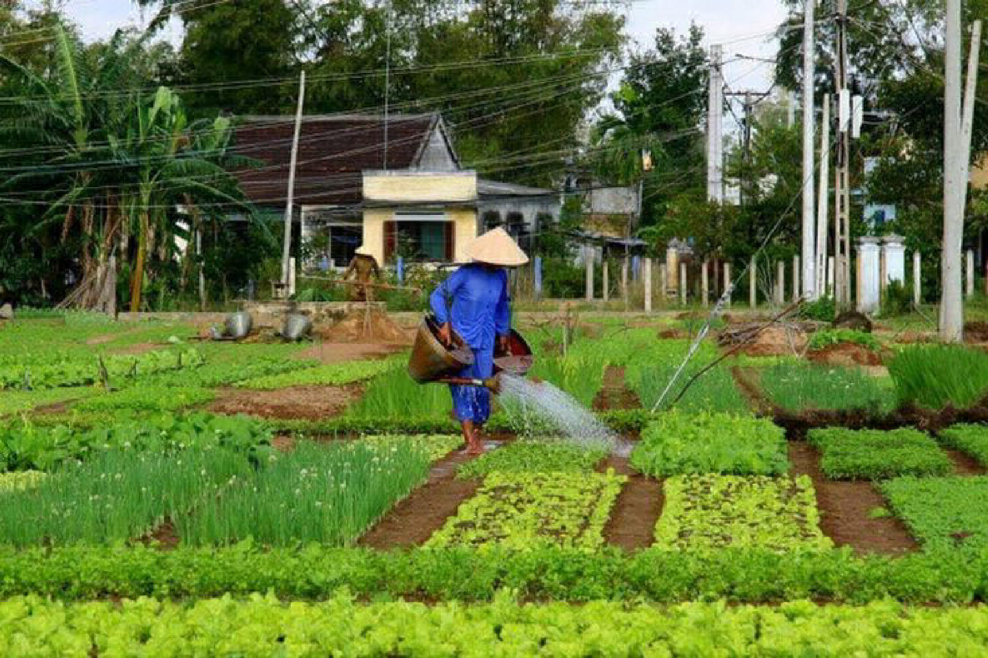 Agricultural Plot for Sale