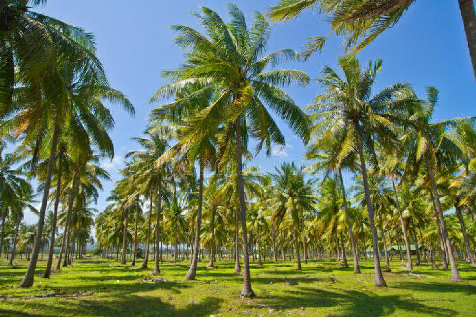 Agricultural Plot for Sale